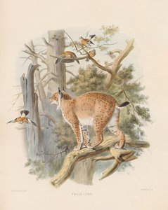 Eurasischer Luchs (Felis lynx)