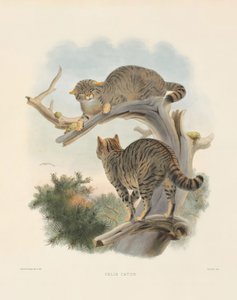 Europäische Wildkatze (Felis catus) von Joseph Wolf