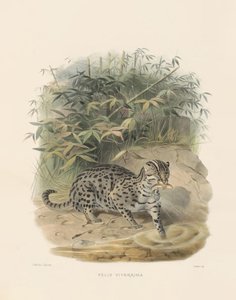 Fischkatze