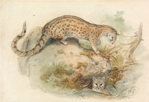 Ginsterkatzen von Joseph Wolf