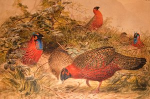 Horntragopan (Ceriornis satyra), um 1851-76 von Joseph Wolf