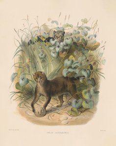 Jaguarundi (Felis jaguarondi)