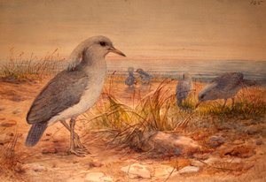 Kagu (Rhinochetus jubatus) von Joseph Wolf