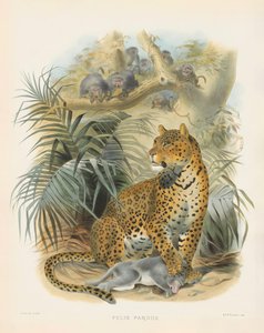 Leopard von Joseph Wolf