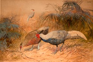 Lineated Kaleege (Euplpcamus lineatus), ca. 1851-76 von Joseph Wolf
