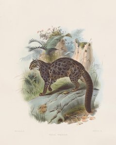 Marmorierte Katze (Felis tristis)