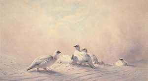 Schneehuhn, Winter, 1873 von Joseph Wolf