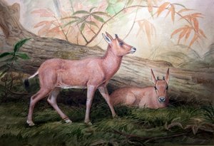 Säbelhorn-Oryx-Kälber, ca. 1850