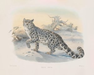 Schneeleopard (Felis uncia) von Joseph Wolf