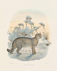 Steppenluchs (Felis caudatus) von Joseph Wolf