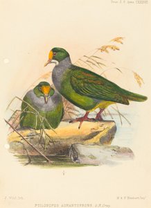 Zwei Vögel (Ptilonopus Auranthfrons) von Joseph Wolf