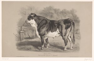 Stier auf einer Weide von Joseph Zephyris Gengembre