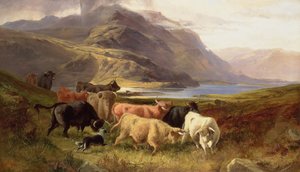 Hochlandrinder mit einem Collie