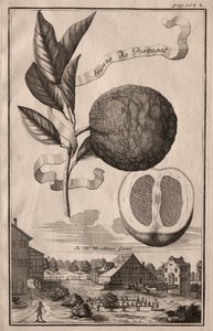 Nürnbergische Hesperides: Aranzo da Portugal von Joseph de Montalegre
