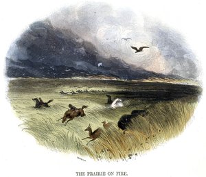 Prärie in Flammen, aus Phänomene der Natur, 1849