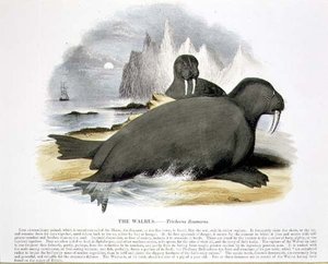 Das Walross (Trichecus rosmarus), pädagogische Illustration veröffentlicht von der Society for Promoting Christian Knowledge von Josiah Wood Whymper