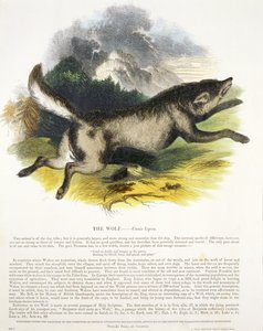 Der Wolf (Canis lupus)
