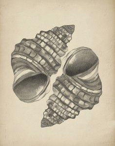Detaillierte Spiralmuscheln von Josie George