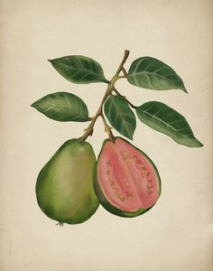 Frische Guave Botanisch von Josie George