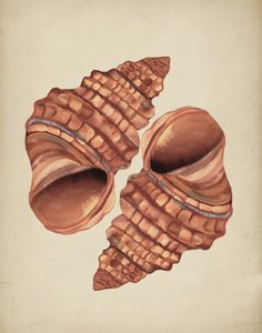 Zwei Muscheln von Josie George