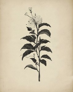 Vintage Botanische Illustration
