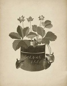 Vintage Erdbeerillustration von Josie George
