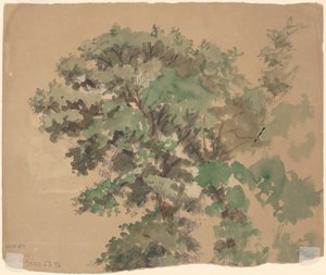 Baum [verso]