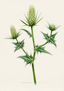Botanische Seeholly