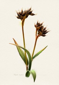Detaillierte Botanische Studie von Juan Hernaz
