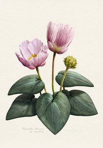 Elegante Rosa Botanische Blumen