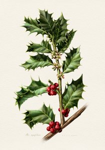 Festliche Stechpalmenbeeren