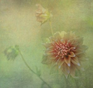 Träumende Dahlienblüte von Judy Tseng