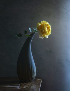 Stimmungsvolle gelbe Rose von Judy Tseng