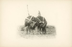 Eine der Ansichten von Algerien von Jules Gervais-Courtellemont