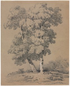 Baumstudie