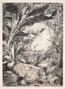 Pflanzen des Gewächshauses, 1872 von Jules Ferdinand Jacquemart
