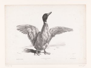 Studie einer Ente mit ausgebreiteten Flügeln von Jules Joseph Augustin Laurens