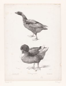 Studie einer Gans und einer Ente von Jules Joseph Augustin Laurens