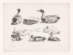 Studien von Gruppen liegender Enten von Jules Joseph Augustin Laurens