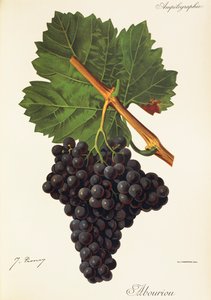 Albourion-Traube von Jules Troncy