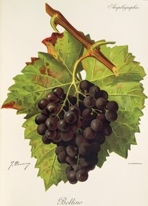 Bellino Traube von Jules Troncy