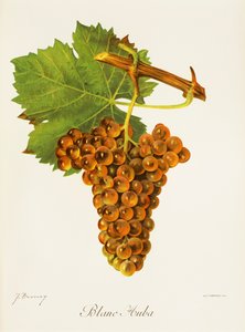 Blanc Auba-Traube von J. Troncy von Jules Troncy