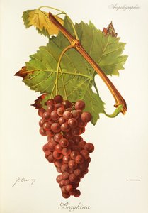 Braghina-Traube von Jules Troncy