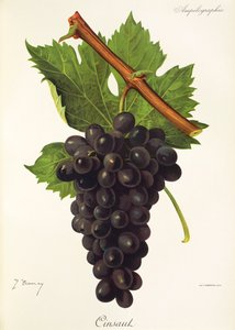 Cinsaut-Traube von J. Troncy