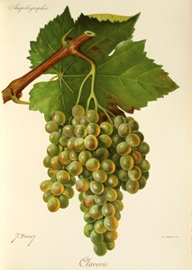 Claverie-Traube von Jules Troncy