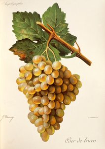 Coer de Bacco Traube, aus Traite General de Viticulture. Ampelographie von Jules Troncy