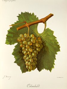 Colombard-Traube von Jules Troncy