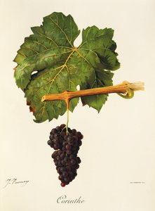Corinthe-Traube von Jules Troncy