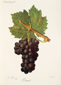 Cornet-Traube von Jules Troncy