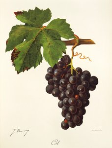 Cot-Traube von Jules Troncy